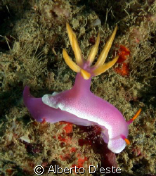 Hypselodoris debelius by Alberto D'este 